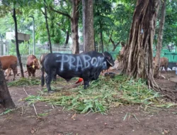 38 Ekor Sapi Kurban Dirumah Prabowo