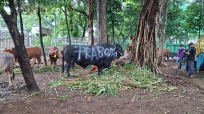 38 Ekor Sapi Kurban Dirumah Prabowo