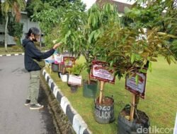Inovasi Baru, NR Florist Linggau Sediakan Ucapan Lewat Bibit Tanaman Buah