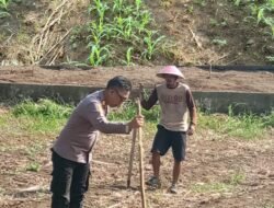 Komitmen Dukung Ketahanan Pangan, AKP Rodiman Tinjau Lahan P2L