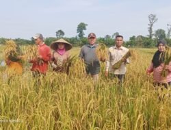 Panen Raya Padi di Muratara: Kebahagiaan Petani, Asa untuk Alsintan Segera Terwujud