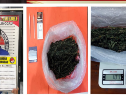 Diduga Jual Ganja, Pria Asal Bengkulu Diciduk Satresnarkoba Polres Linggau