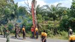 Bersama Instansi Terkait, Brigif TP 88/KBK Gelar Penebangan Pohon Kering di Jalan Padang Ulak Tanding