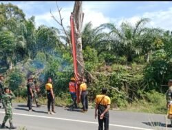 Bersama Instansi Terkait, Brigif TP 88/KBK Gelar Penebangan Pohon Kering di Jalan Padang Ulak Tanding