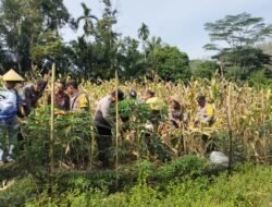 Panen Raya Jagung Serentak Digelar di Desa Belumai 1
