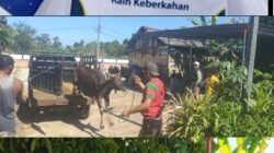 YBM PLN UP3 Linggau Salurkan 150 Paket Daging ke Warga Tiga Kelurahan