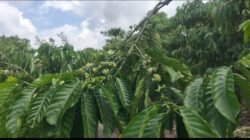 Target Naik 7% Tiap Tahun, Produksi Kopi Rejang Lebong Terus Anjlok