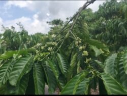 Target Naik 7% Tiap Tahun, Produksi Kopi Rejang Lebong Terus Anjlok