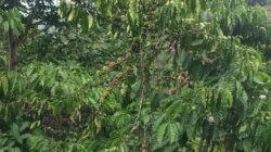 Komoditas Kopi Belum Menjadi Prioritas Pembangunan Pemerintah Rejang Lebong