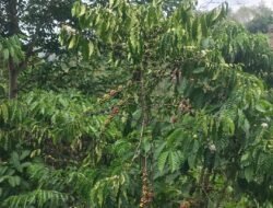 Komoditas Kopi Belum Menjadi Prioritas Pembangunan Pemerintah Rejang Lebong